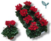 Cyclamen Per Ss Rood