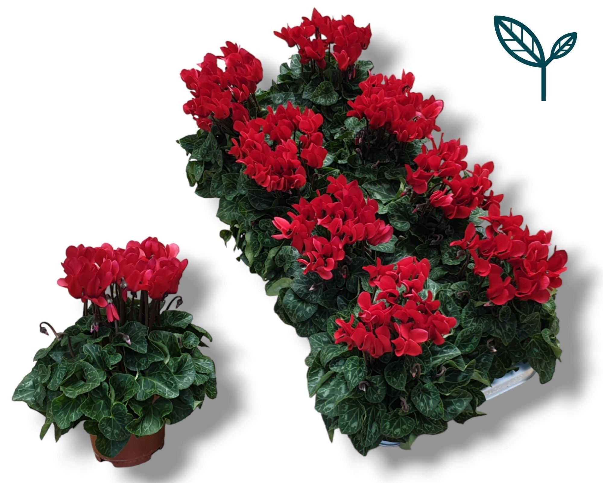 Cyclamen Per Ss Rood