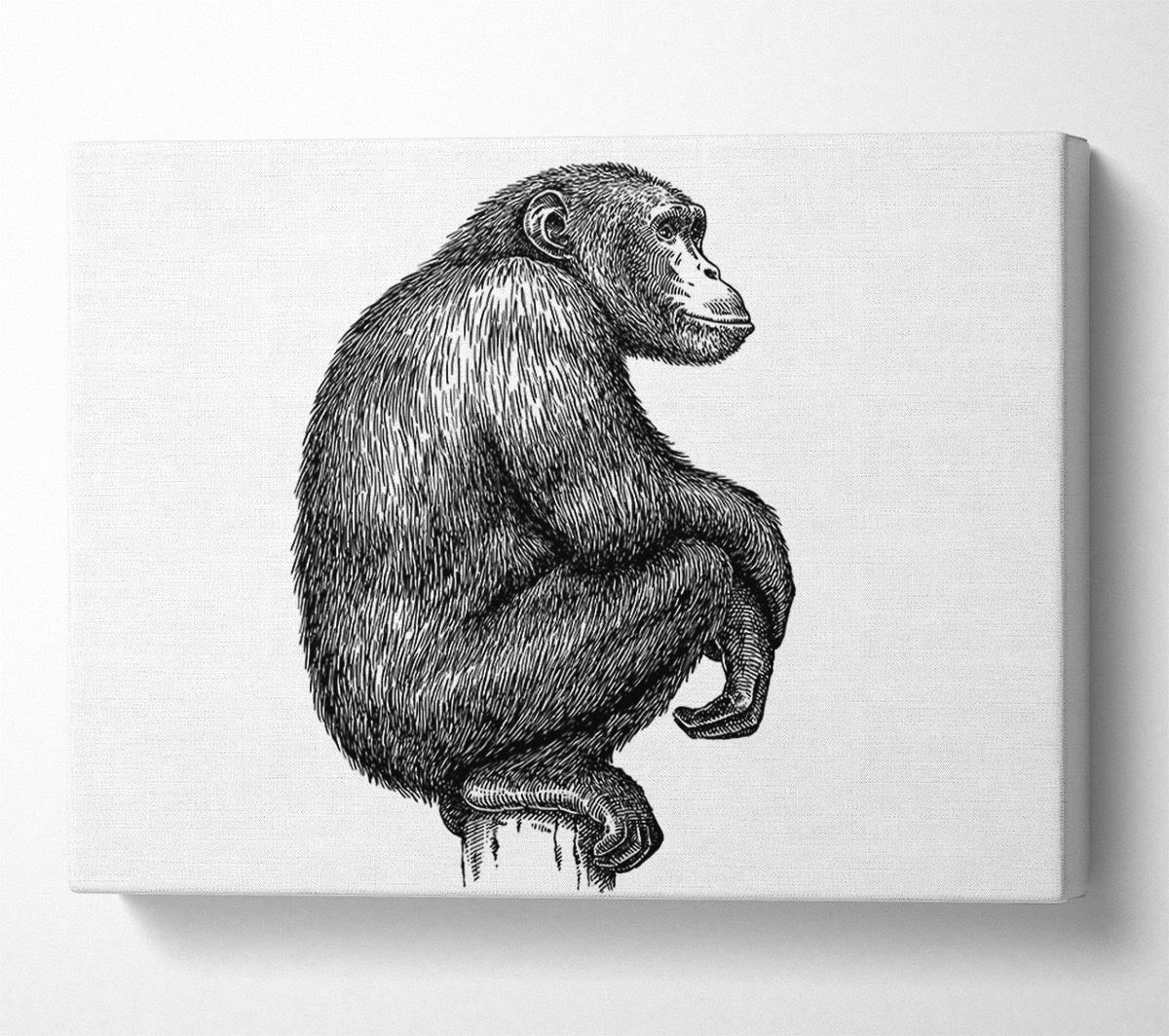 Chimpanzee Sitting Canvas Wall Art