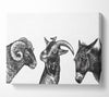 Goat Sheep Donkey Canvas Wall Art
