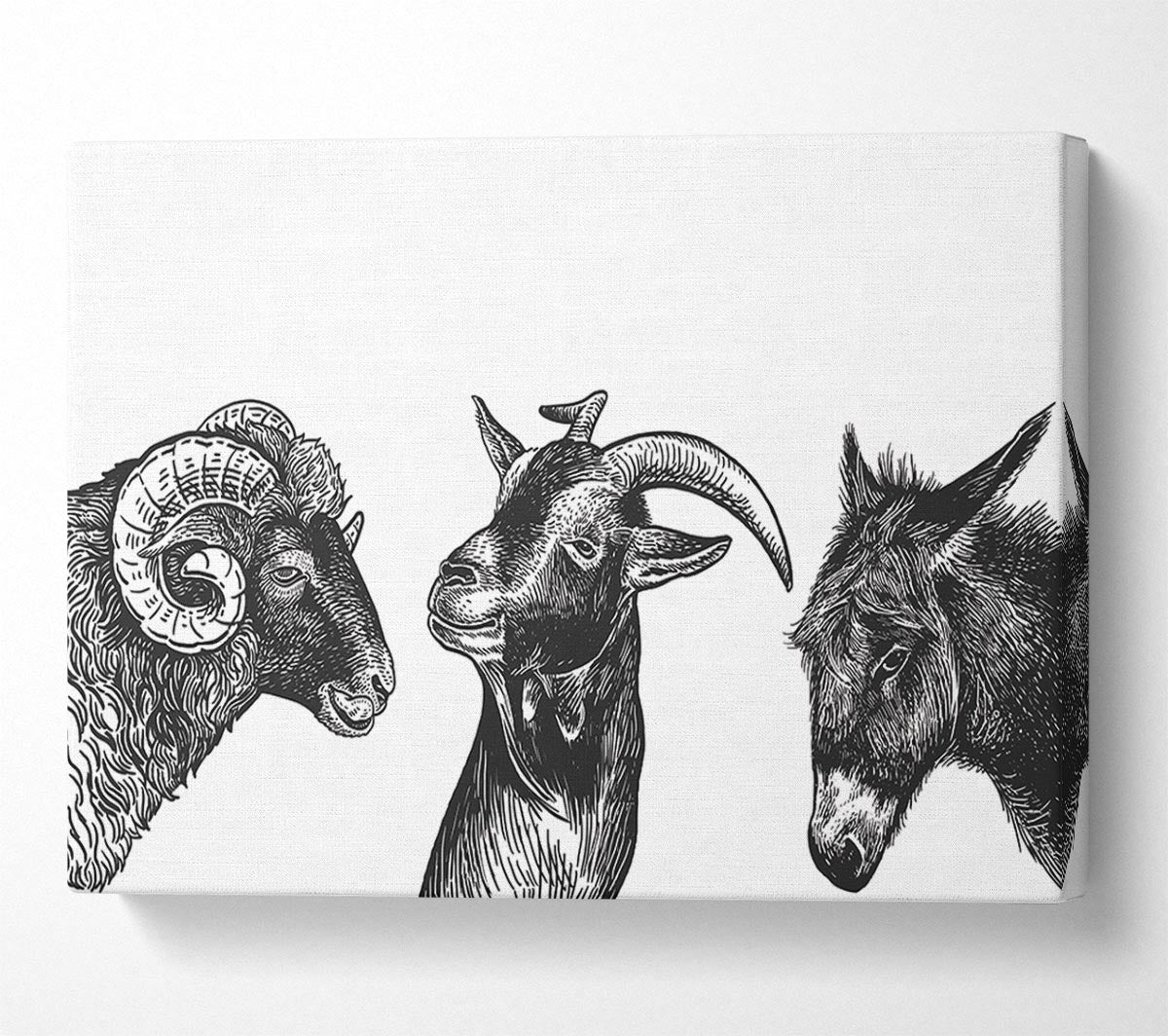 Goat Sheep Donkey Canvas Wall Art