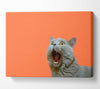 Cat On The Orange Canvas Wall Art