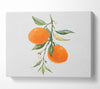 Oranges Fresh On The Branch Canvas Wall Art