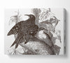 Old British Illustration Of Birds Canvas Wall Art