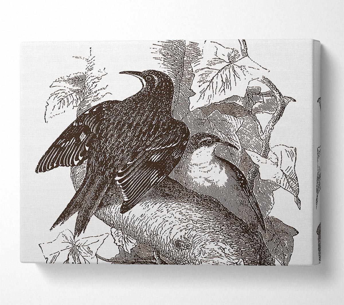 Old British Illustration Of Birds Canvas Wall Art