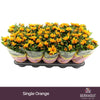 Chrysanthemum Brown Heat
