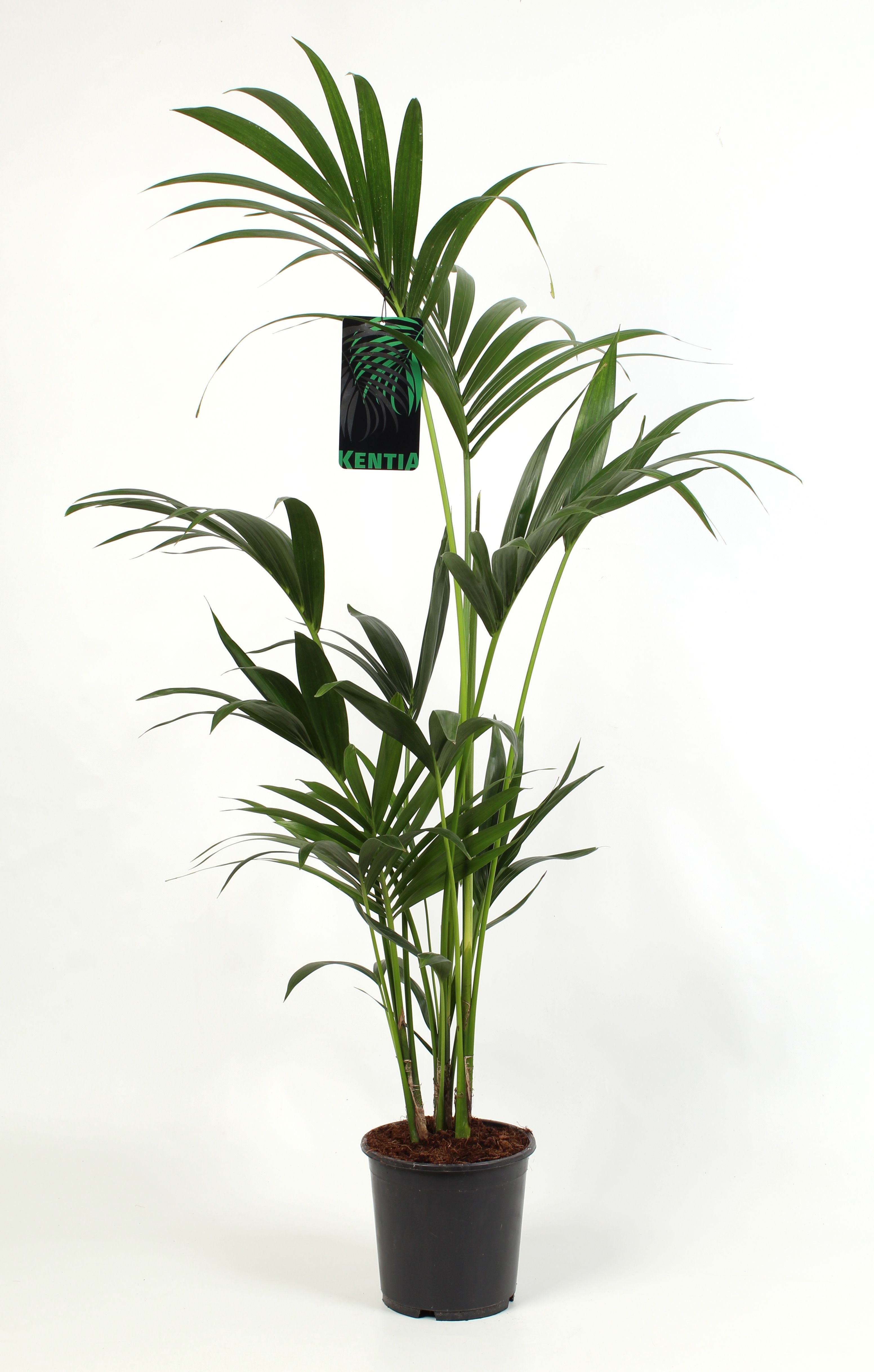 Howea Forsteriana 4pp