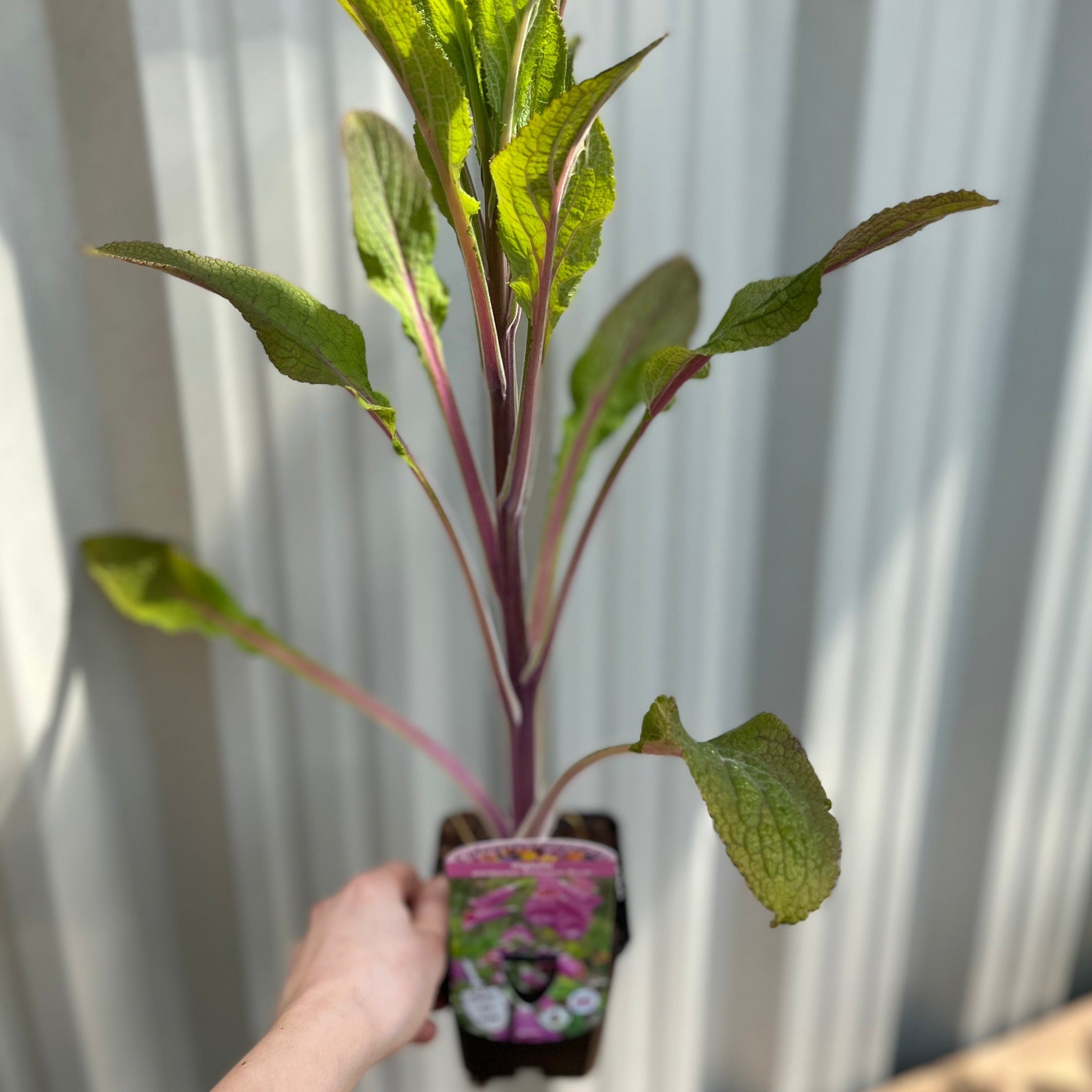 Digitalis purpurea Virtuoso Rose 9cm