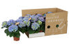 Hydrangea Macrophylla Fabolo