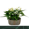 Anthurium An Elido Keramiek Ovaal