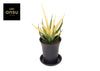 Sans Comet Chrysanta Lemon Zink Pot