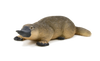 Duck-Billed Platypus Toy Realistic Australian Wildlife Model