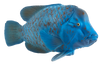 Blue Groper Fish Toy Realistic Ocean Animal Figure