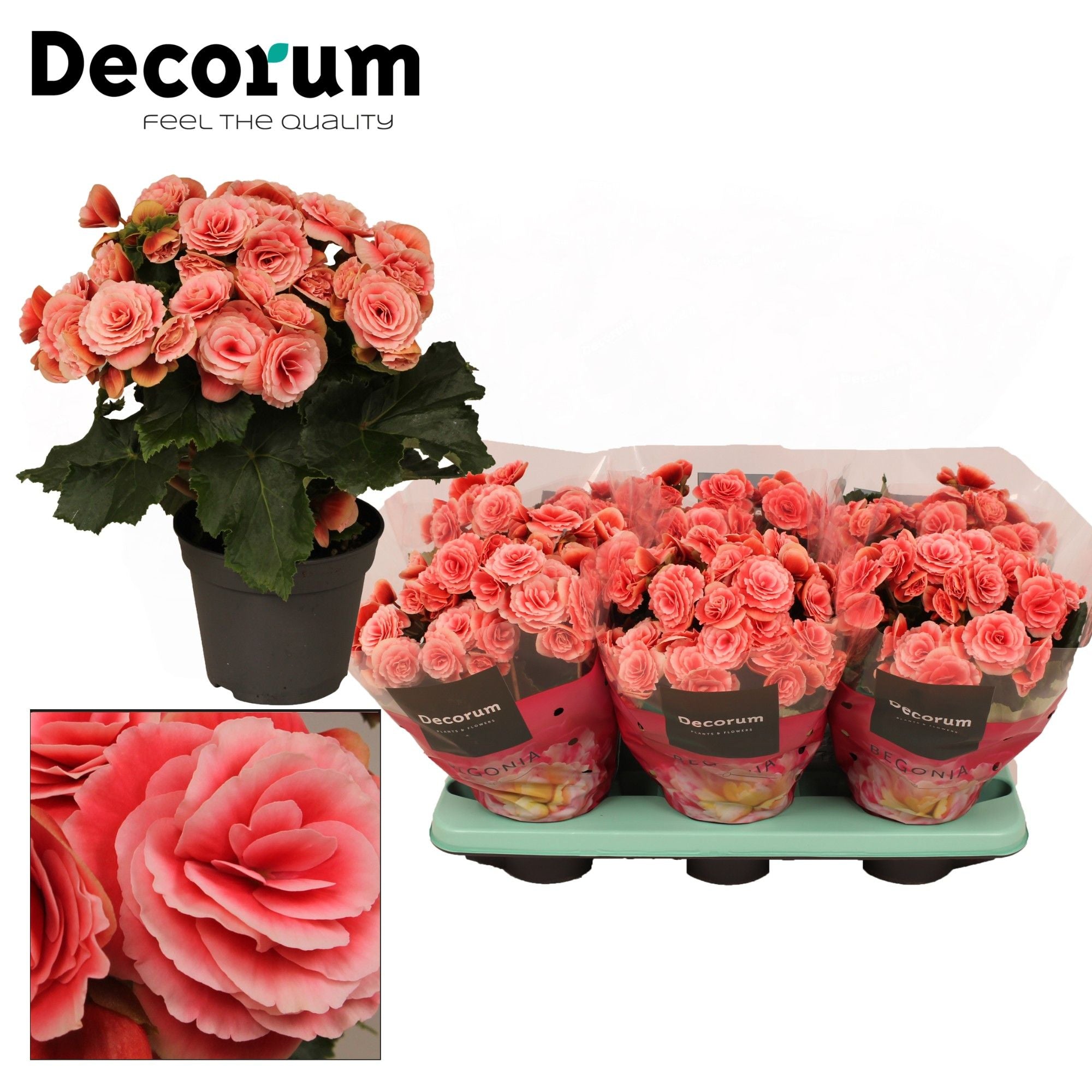 BegoniaDu Licht Roze Borias