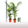 Howea Forsteriana 7pp