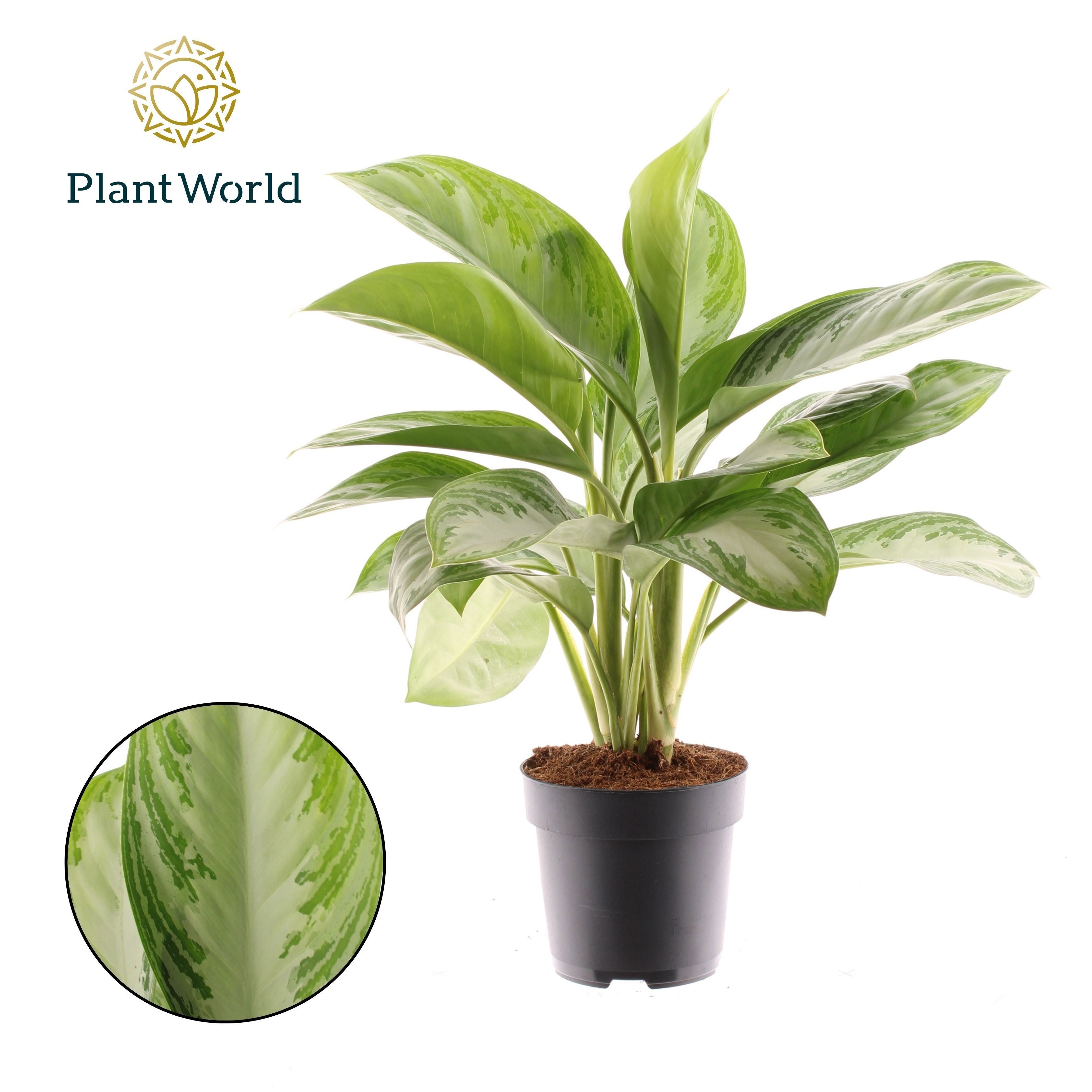 Aglaonema Silver Bay