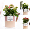 Kalanchoe Gev Gemengd Keramiek Tess