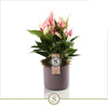 Anthurium St Lilli Keramiek Bari Purple