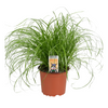 Cyperus Alternifolius Zumula