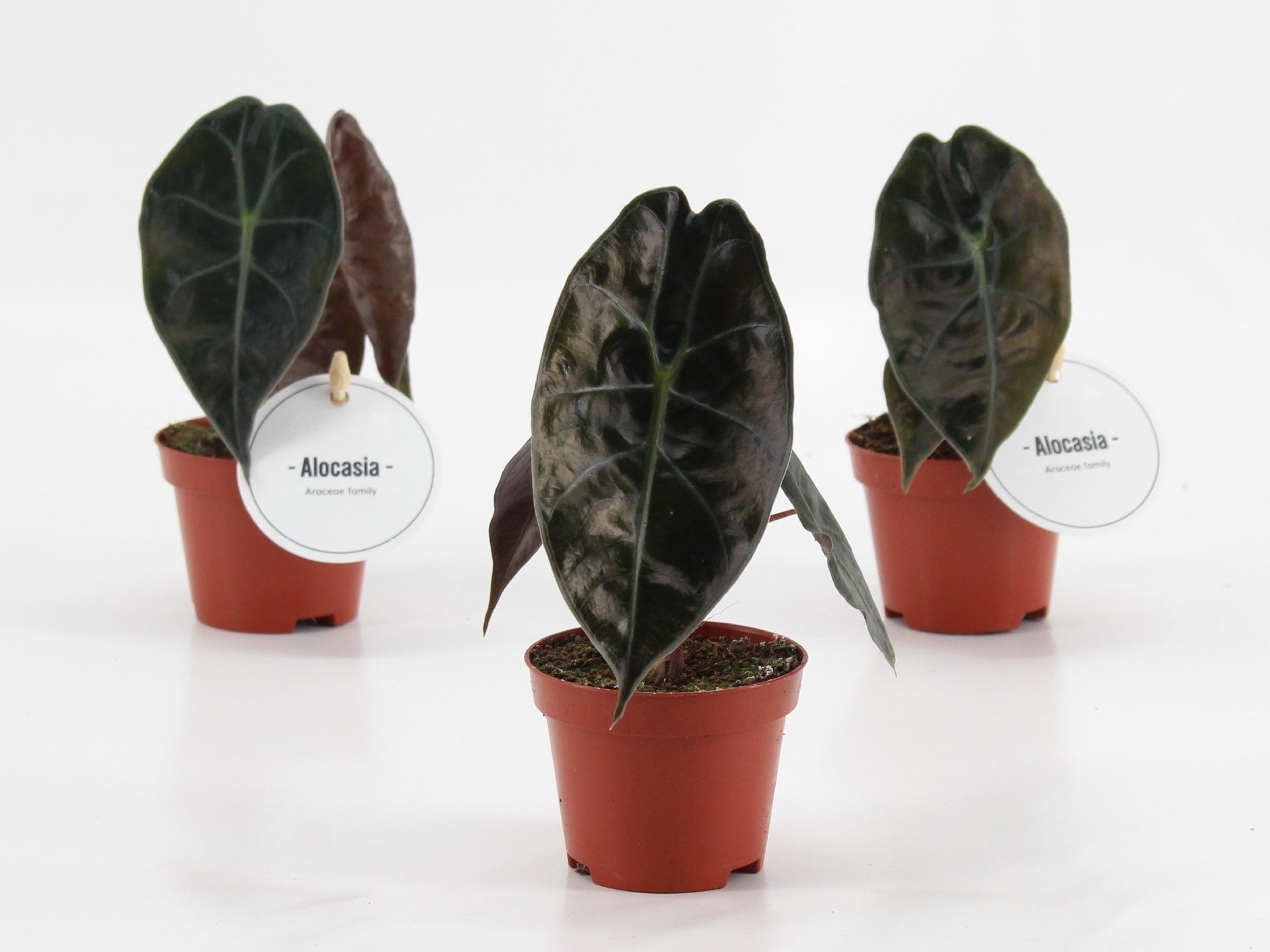 Alocasia Suhirmaniana Red Petiole