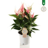 Anthurium St Lilli