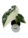Alocasia Frydek Variegata