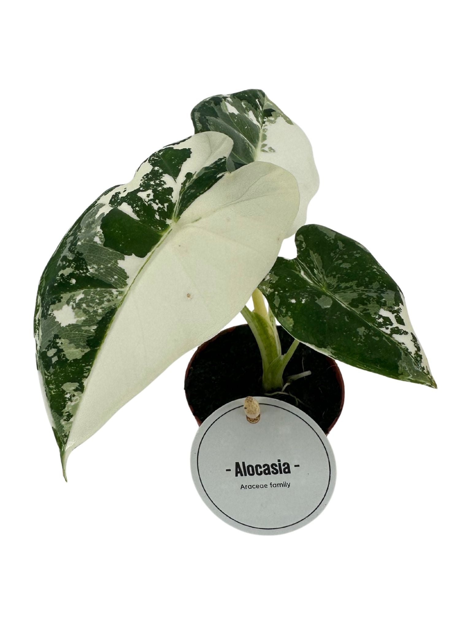 Alocasia Frydek Variegata