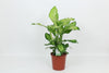 Dieff Ivory Green