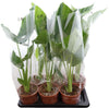 Alocasia Macrorrhizos