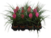Tillandsia Cyanea