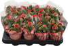 Kalanchoe Mini Gev Rood