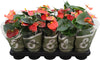 Anthurium An Stilo