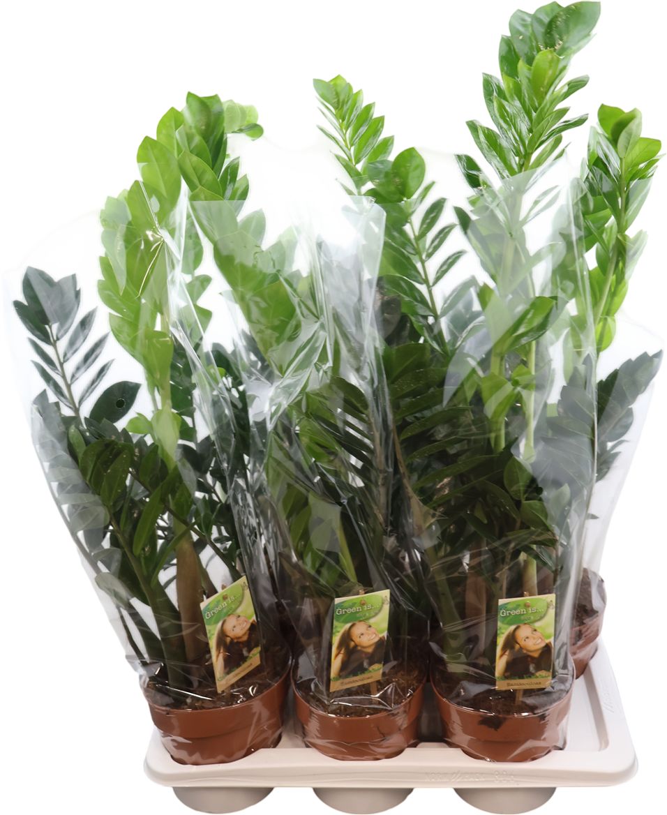 Zamio Zamiifolia 4+