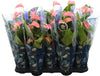 Anthurium An Joli