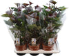 Anthurium An Adios Chocolate