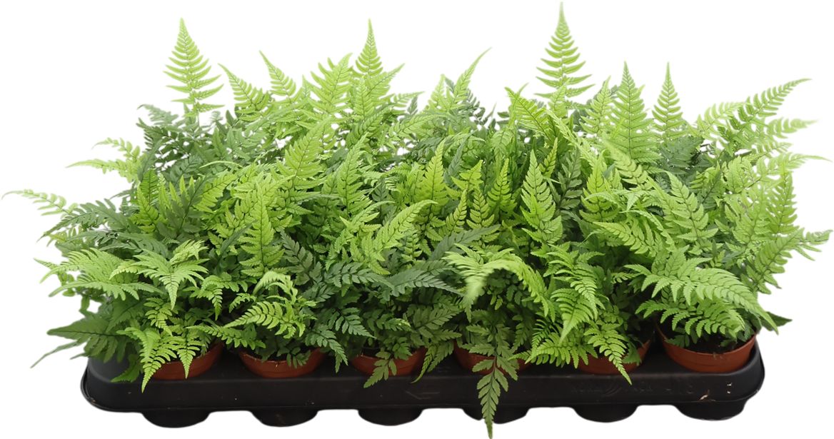 Athyrium