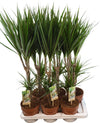 Dra Marginata 3015