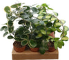 Hoya Gemengd Boog