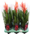 Tillandsia 'ziva'