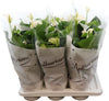 Anthurium An White Champ