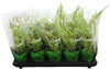 Chlorophyttum Variegatum