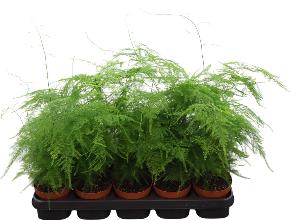 Asparagus Setaceus