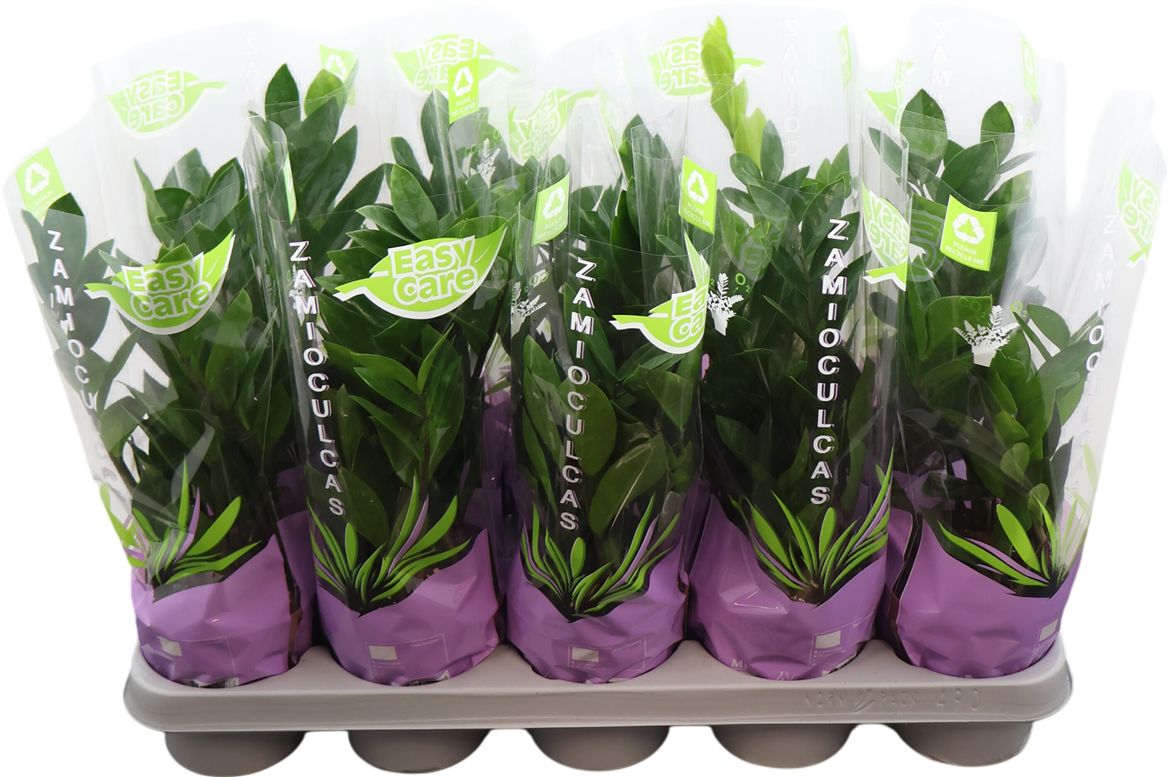 Zamio Zamiifolia 4+