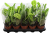 Maranta Lemon