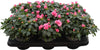 Rhodo Si Aiko Pink