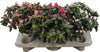 Rhodo Si V Gem 5 Srt Terra White Keramiek