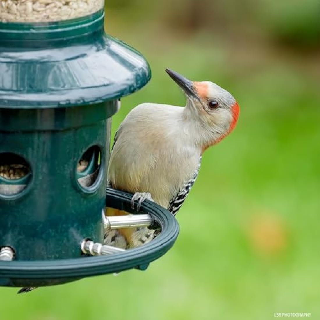 Jacobi Jayne 1024-V01 Feeder Buster Plus-Marauders Off Guaranteed Squirrel and Large Bird Proof/Metal, Green