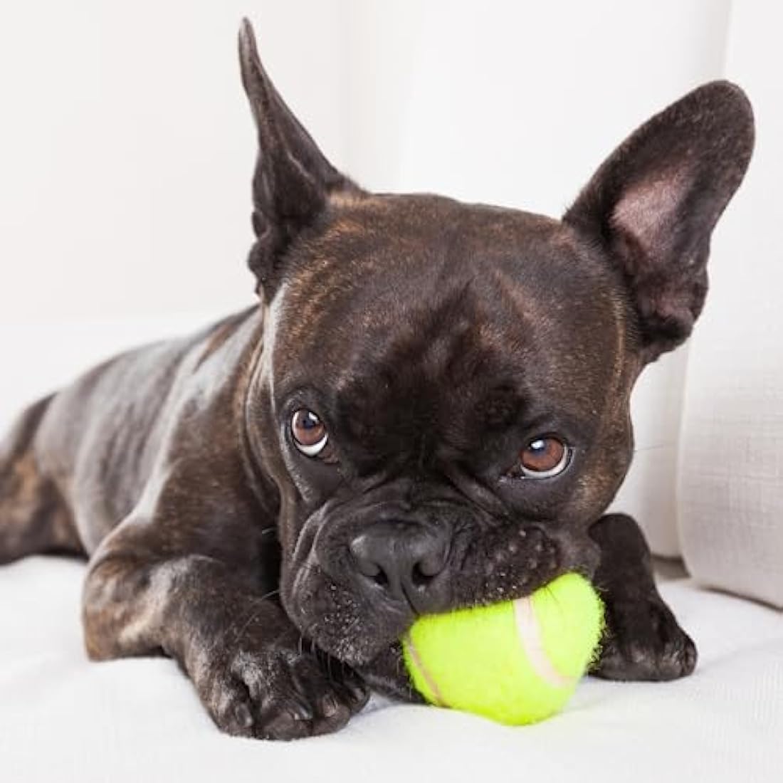 Big Game Hunters Indestructible Dog Toy – 20-Pack Durable Tennis Balls for Dogs – Interactive Puppy Teething Aid Ball - Pet Toys - Puppy Pack