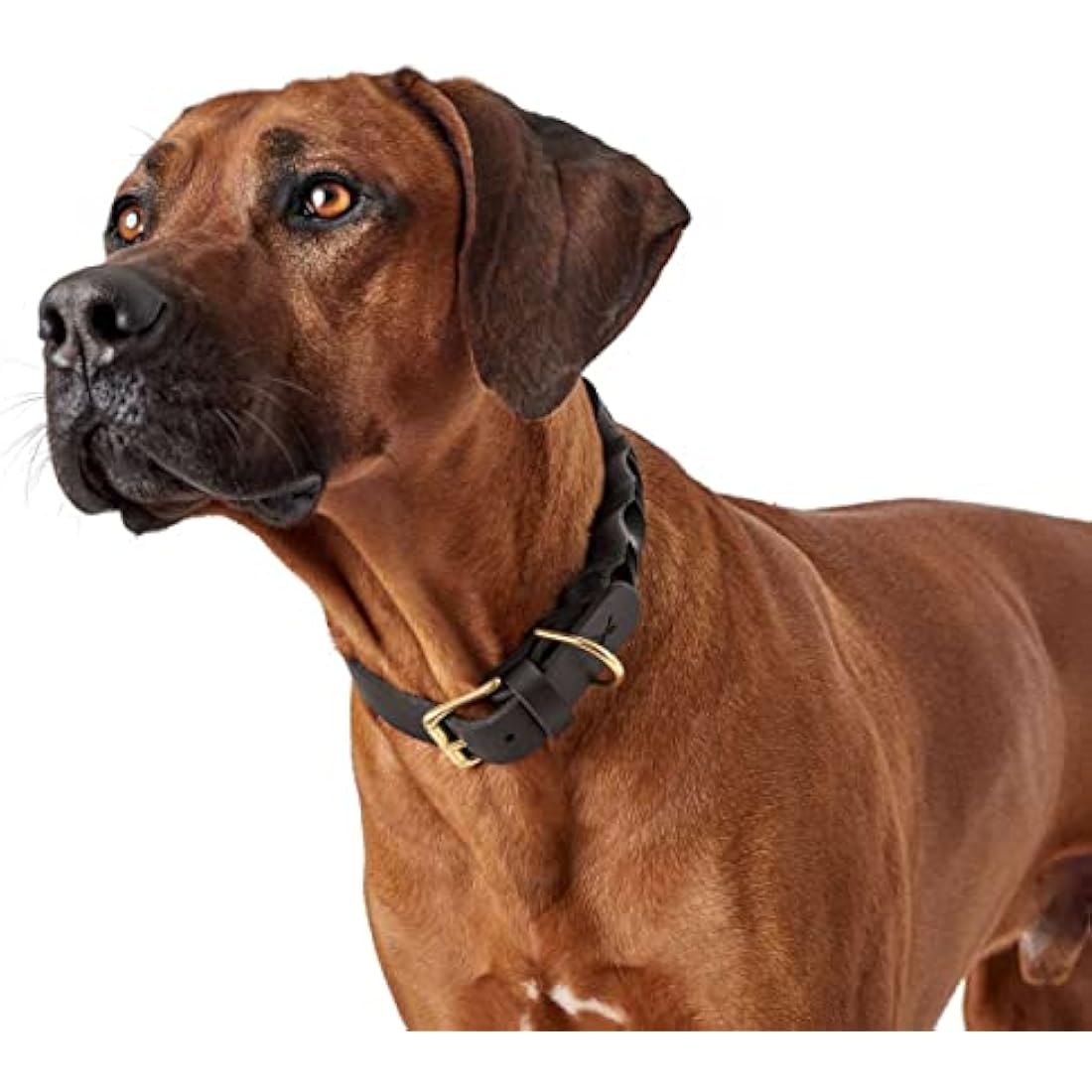 HUNTER SANSIBAR SOLID Leather Dog Collar Heavy Duty Grip Braided 50 (S-M) Black