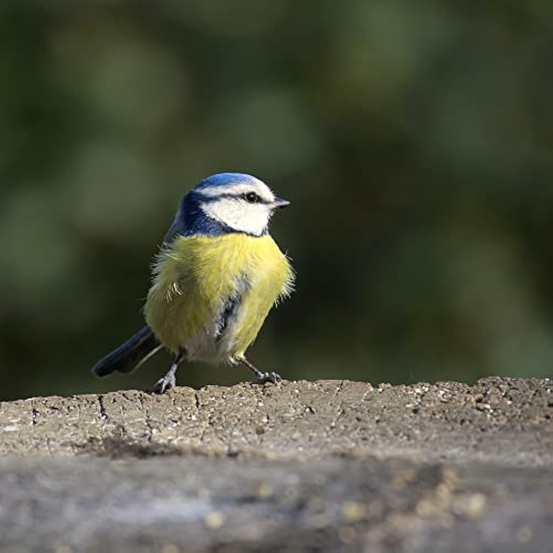 Copdock Mill Peanuts for Wild Birds - Peanut Kernels Bird Feed 12.75kg - High In Energy, Protein Rich Wild Bird Peanuts - Bird Seeds for Small Garden Birds